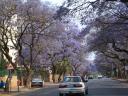 Jacarandabume