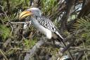 hornbill