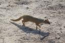 mongoose