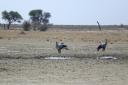 secretary birds